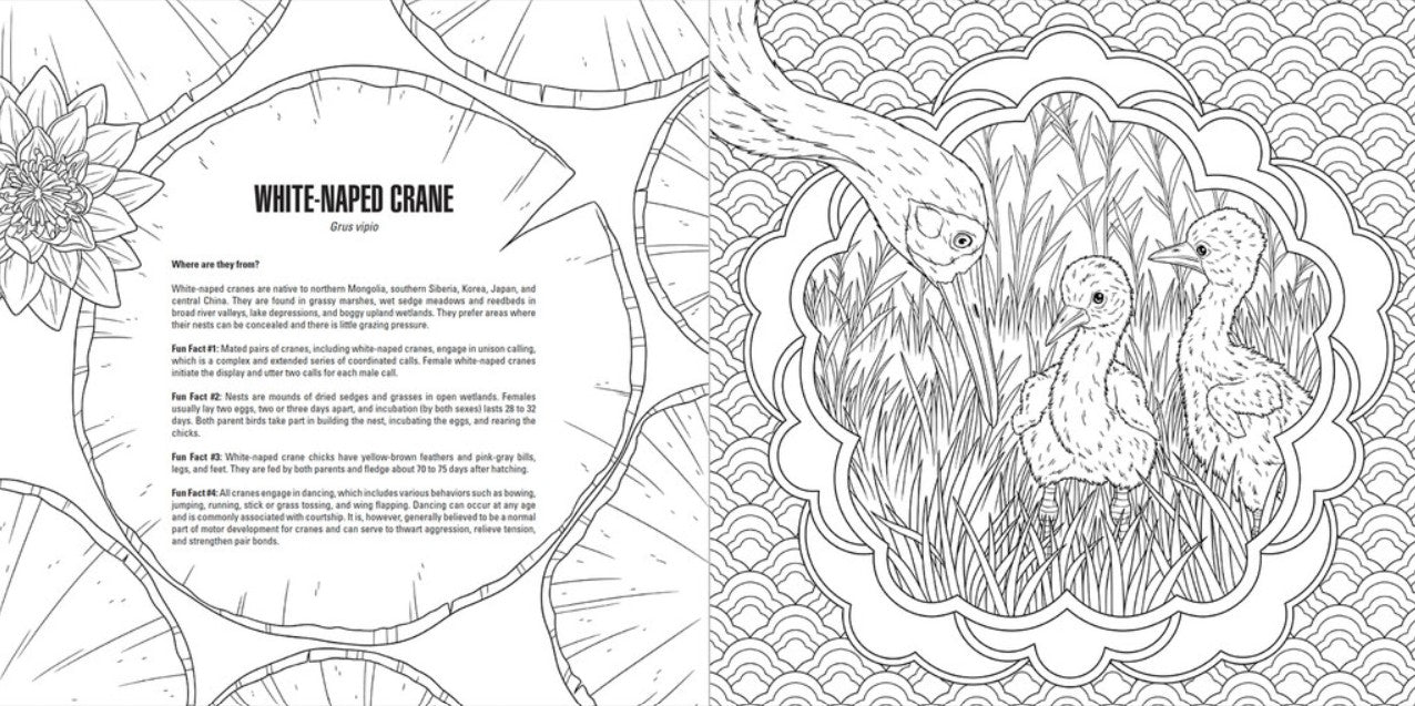 Baby Animals: A Smithsonian Coloring Book